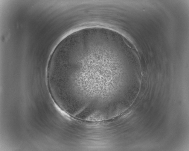 X0000068721535200605051420