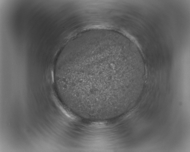 X0000068720061200605121503