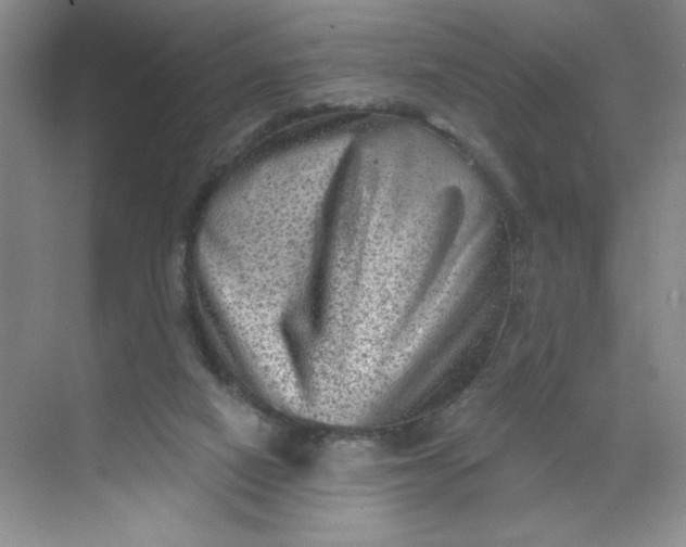 X0000068720066200605121503