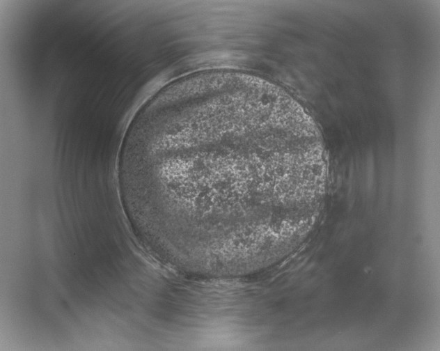 X0000068720099200605121502