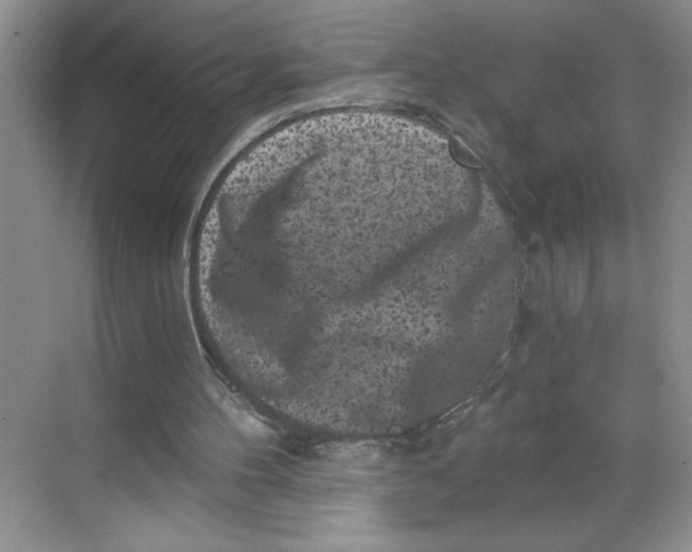 X0000068720100200605121502