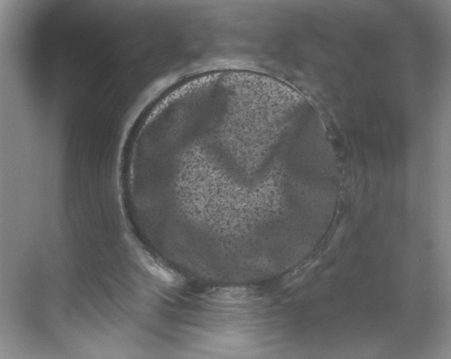 X0000068720104200605121502