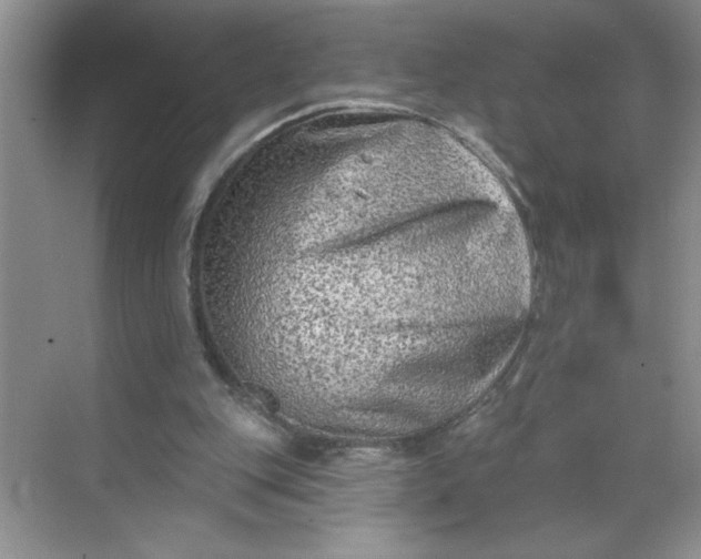 X0000068720151200605121501