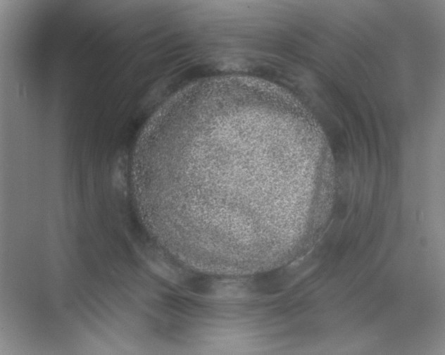 X0000068720175200605121501