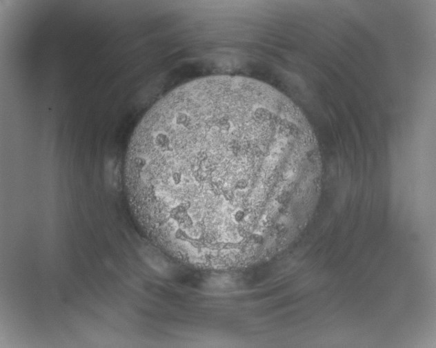 X0000068720177200605121501