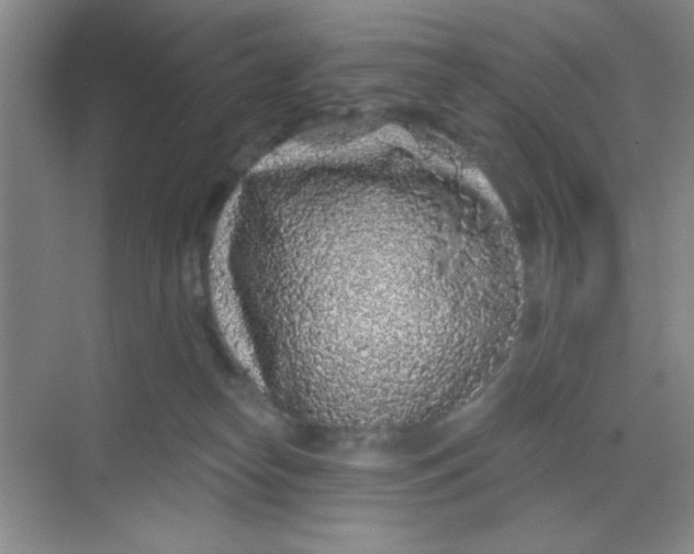 X0000068720182200605121501