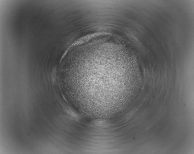 X0000068720189200605121502