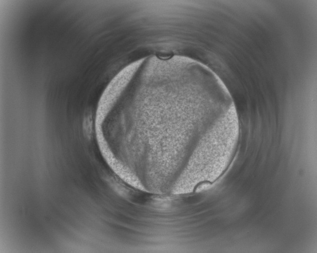 X0000068720190200605121502