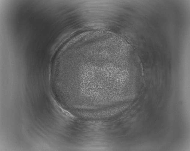 X0000068720194200605121501