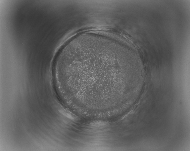 X0000068720198200605121501