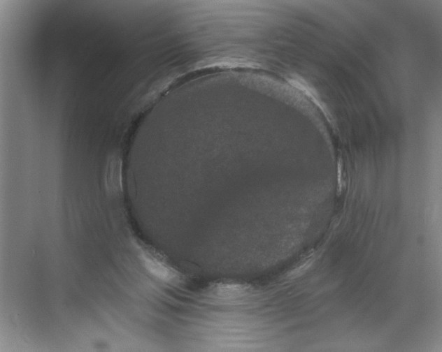 X0000068720205200605121501