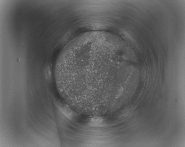 X0000068720214200605121500