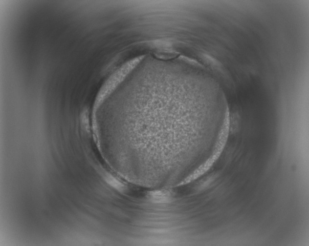 X0000068720238200605121500