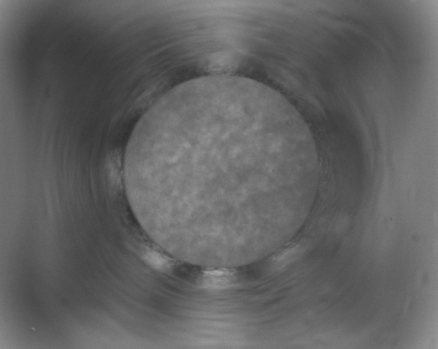 X0000068720240200605121500