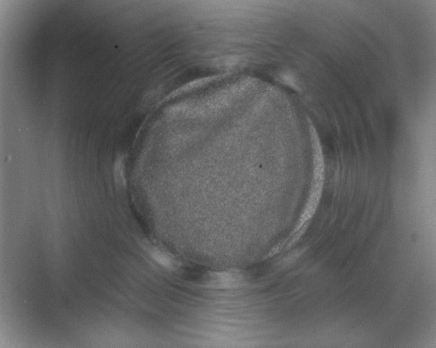 X0000068720286200605121500