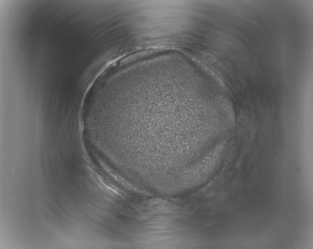 X0000068720290200605121459