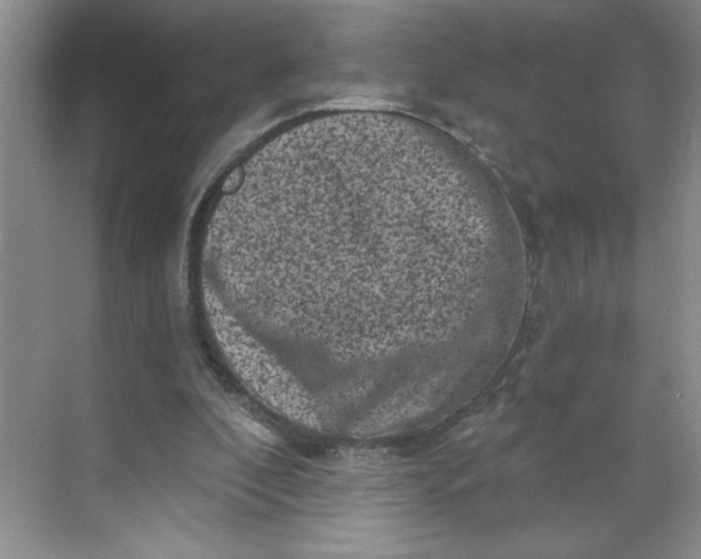 X0000068720296200605121459