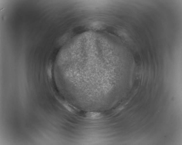 X0000068720334200605121458