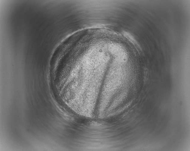 X0000068720346200605121458