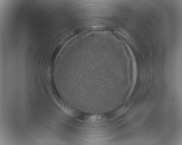 X0000068720366200605121458