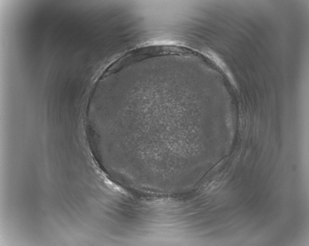 X0000068720385200605121458