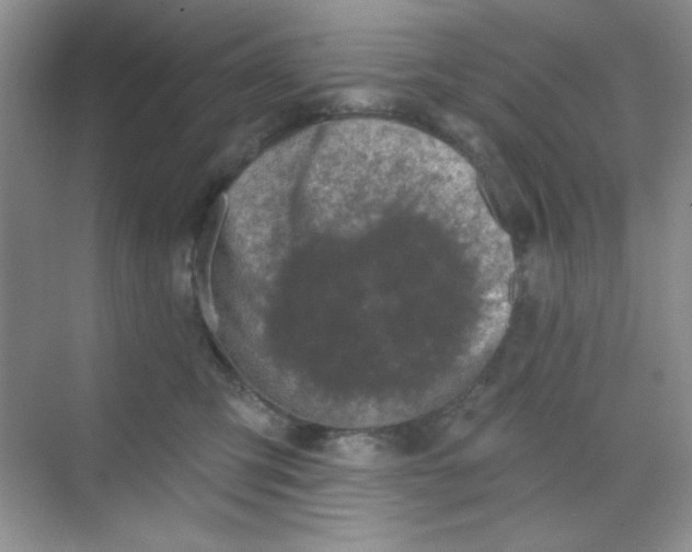 X0000068720423200605121457