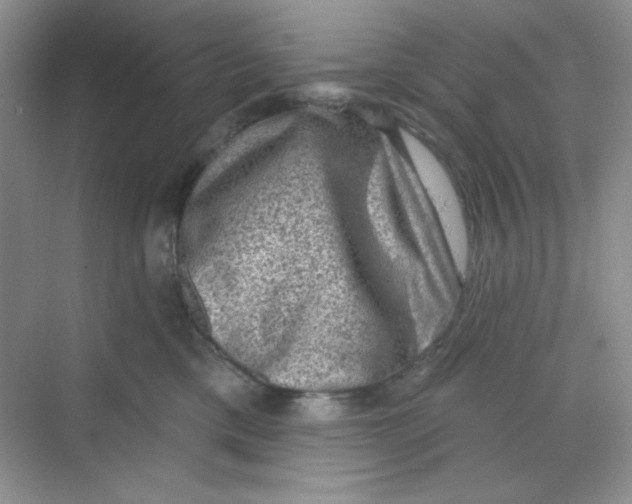 X0000068720425200605121457