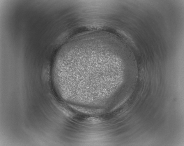 X0000068720498200605121456