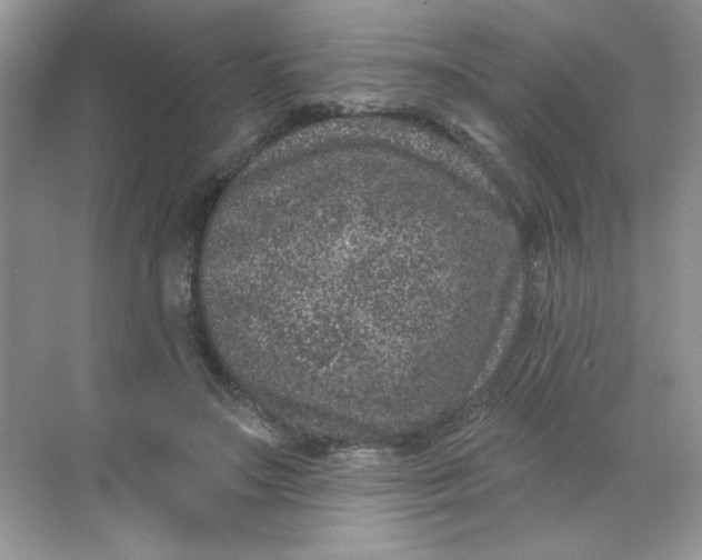 X0000068720499200605121456