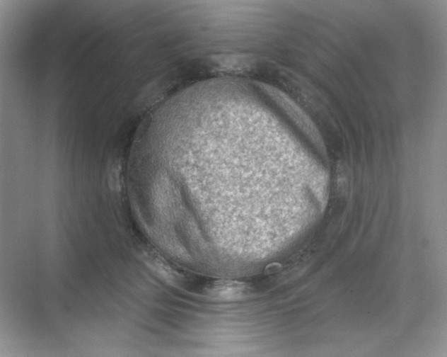 X0000068720514200605121455