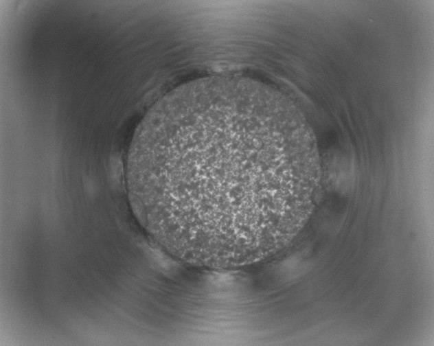 X0000068720523200605121455