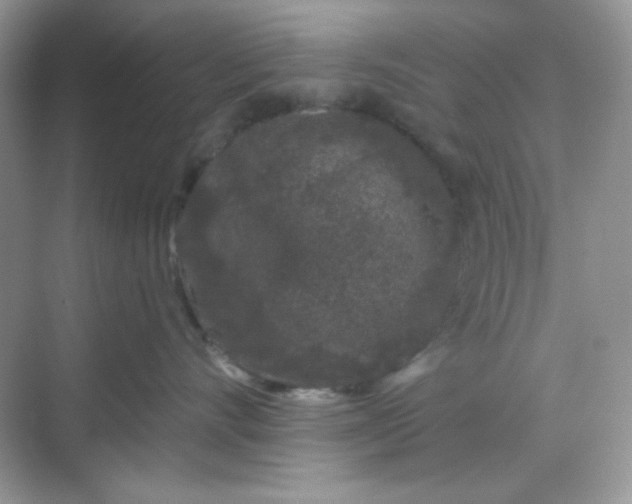 X0000068720528200605121455