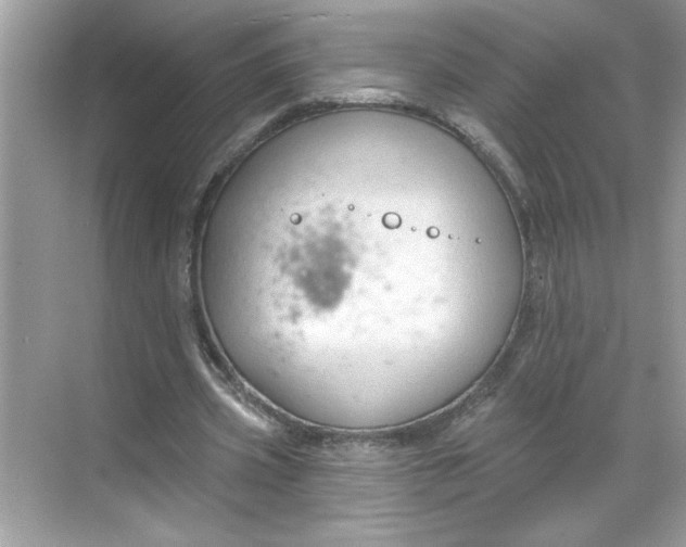 X0000068720533200605121454