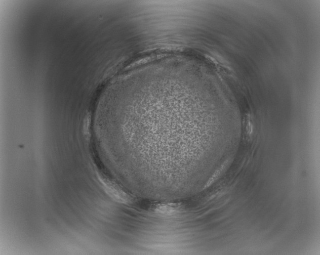 X0000068720550200605121455