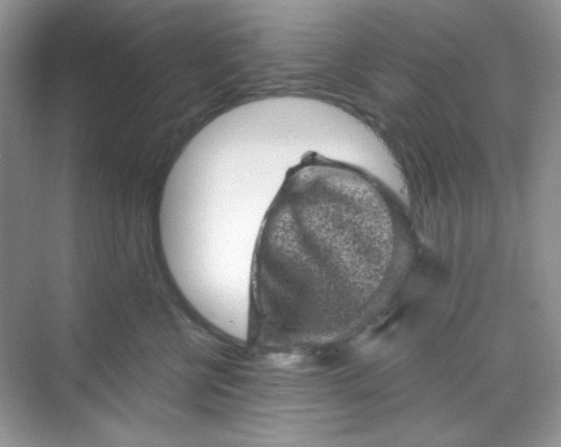 X0000068720570200605121455