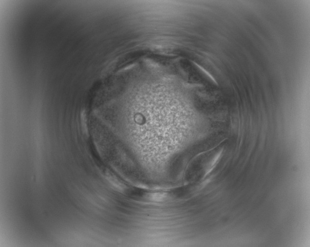 X0000068720575200605121455