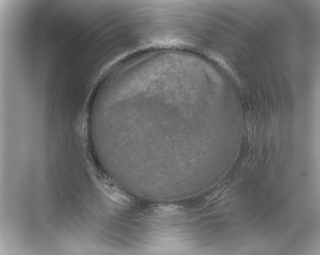 X0000068720583200605121454