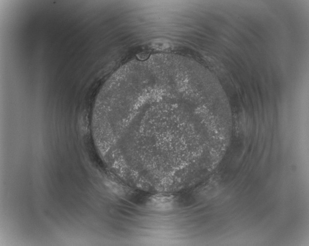 X0000068720606200605121454