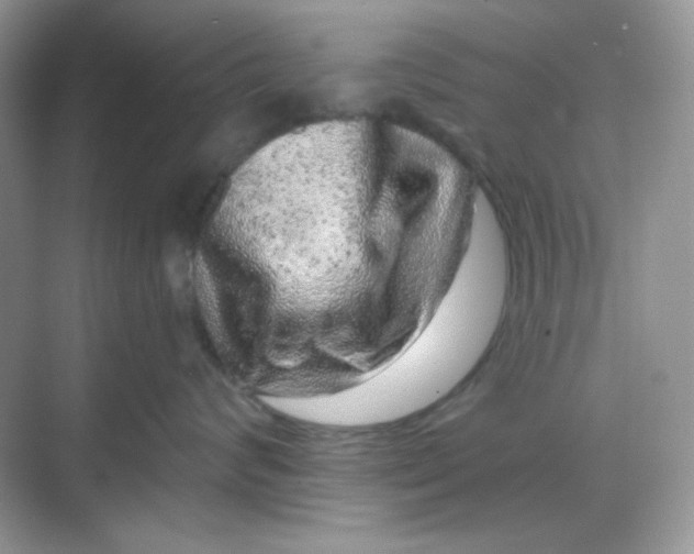 X0000068720624200605121454