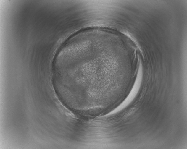 X0000068720673200605121453