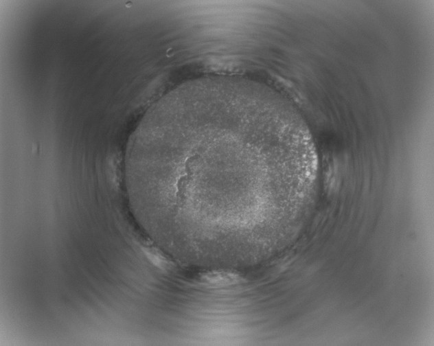 X0000068720712200605121452