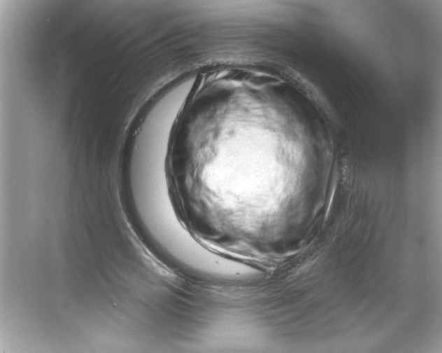 X0000068720725200605121451