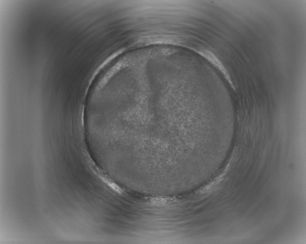 X0000068720790200605121451