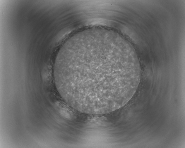 X0000068720824200605121450