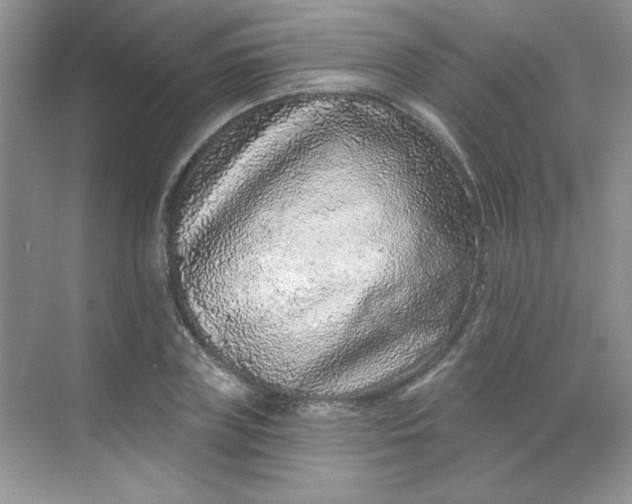 X0000068720835200605121450