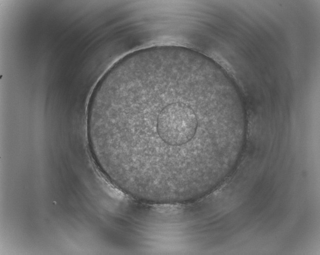 X0000068720836200605121450