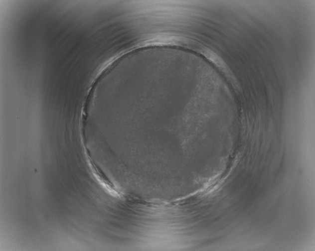 X0000068720842200605121450