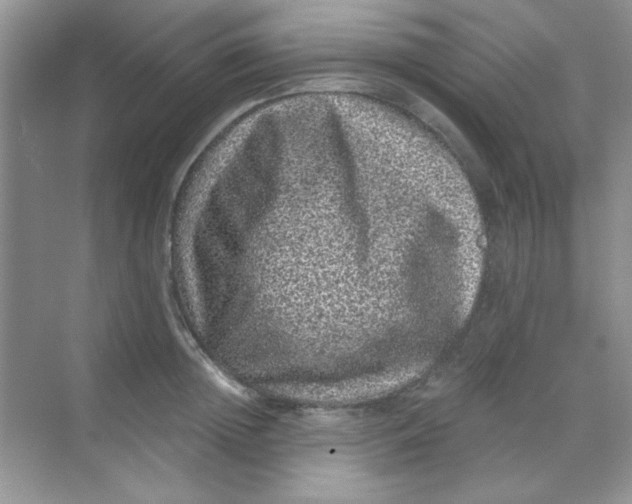 X0000068720852200605121450