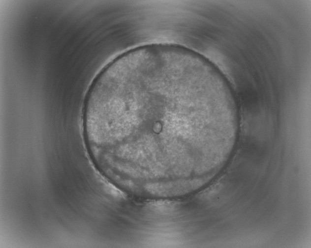 X0000068720950200605121448