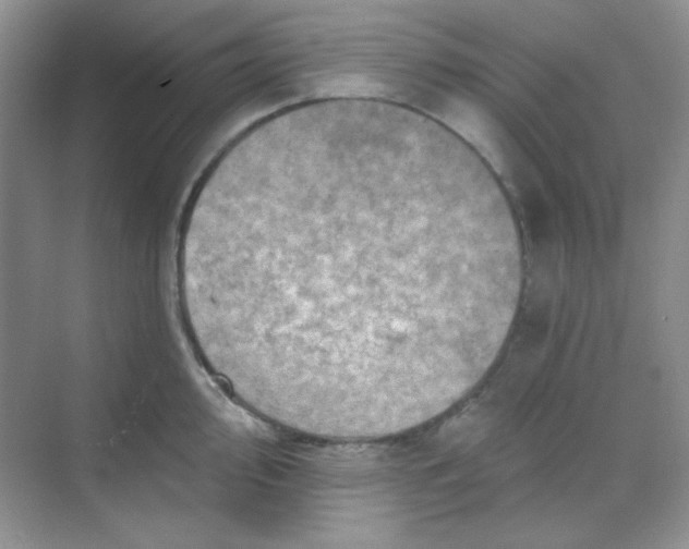 X0000068721000200605121447